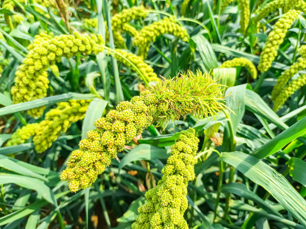 繁荣的小米图片下载