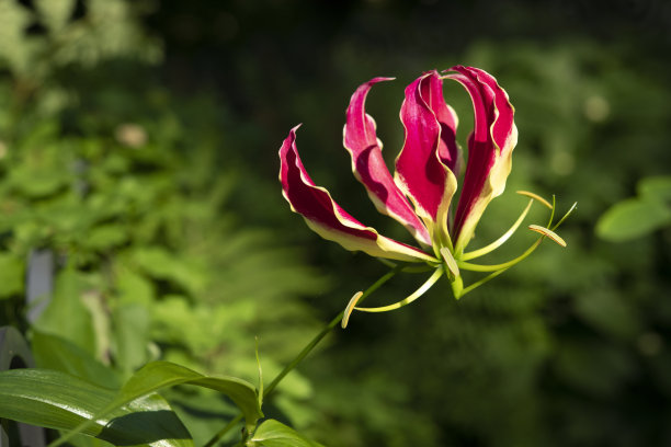 火焰百合盛开图片下载