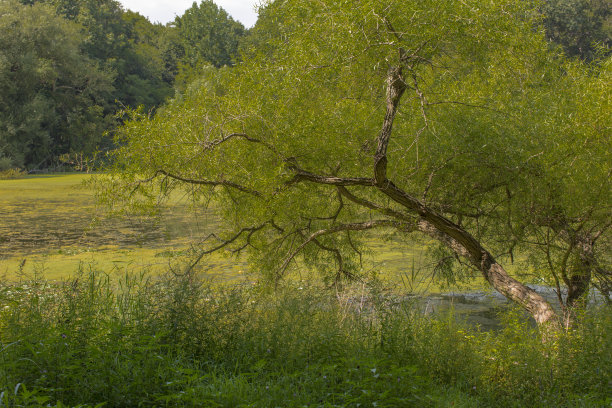 奥克兰Alley池塘公园的湖图片下载