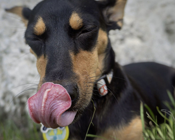 有舌头的狗图片下载