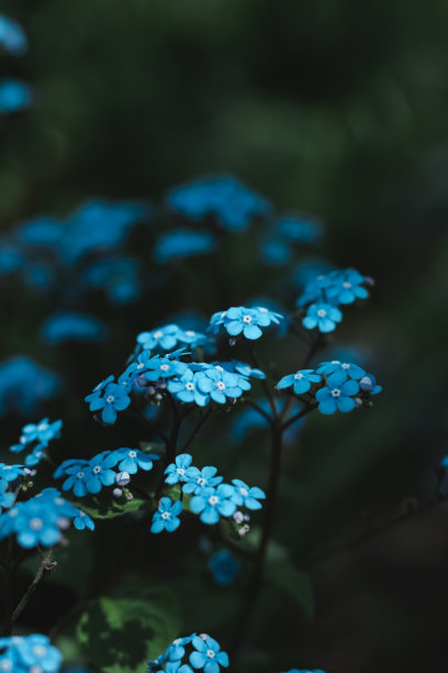 微距花卉照片。带绿叶的勿忘我。自然背景。文本。壁纸图片下载