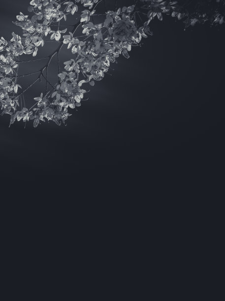 粉色决明子花或粉白色淋浴;黑白两色图片下载