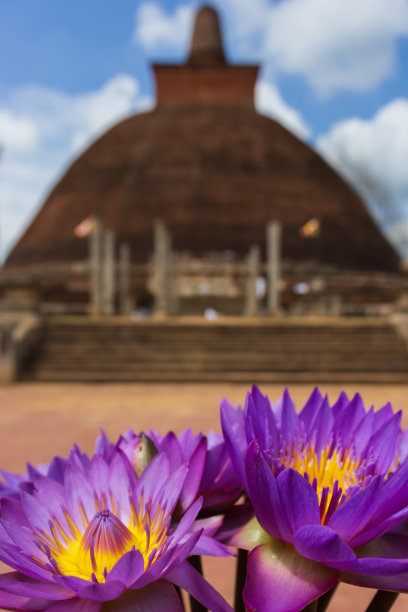 蓝色睡莲。图片下载