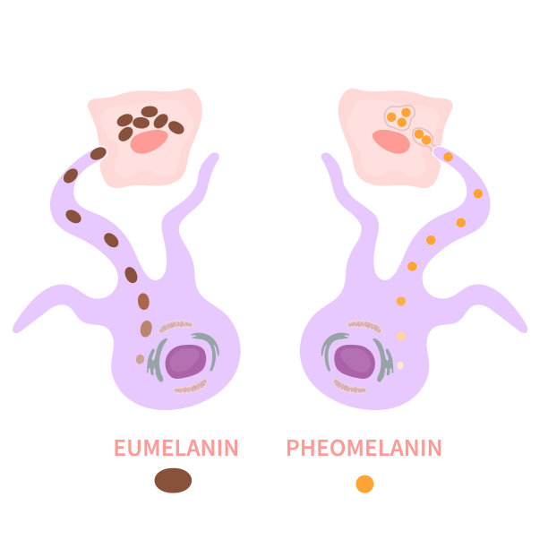 黑色素生物学和肤色沉着图图片下载