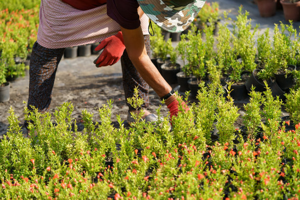 阳光明媚的日子里，农民戴着红色手套在乡村花园照料着一排排郁郁葱葱的盆栽植物图片下载