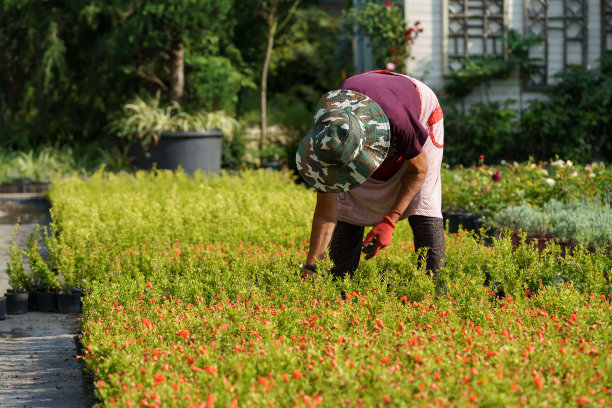 阳光明媚的日子里，农民戴着红色手套在乡村花园照料着一排排郁郁葱葱的盆栽植物图片下载