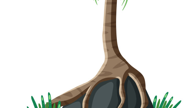 棕榈树在岩石上孤立图片下载