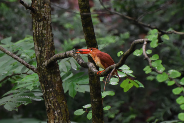 翠鸟在树枝上吃小龙虾图片下载