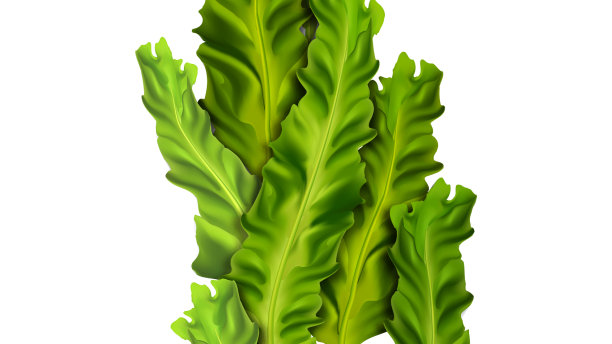 海藻是海洋水下的天然植物图片下载