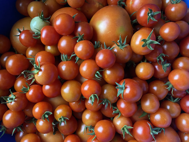 大量刚从花园里摘下来的红樱桃番茄。自家花园里种的有机番茄图片下载