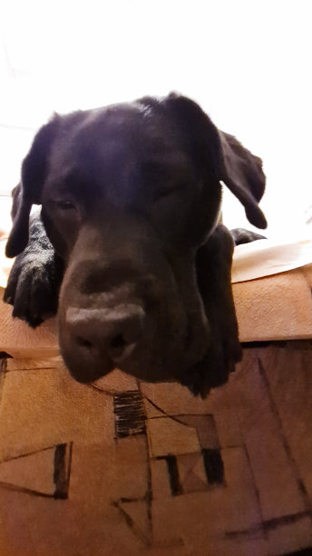 躺在沙发上的黑色拉布拉多犬图片下载