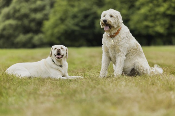 拉布拉多和Labradoodle图片下载