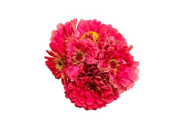 白色背景中的百日草花束。图片下载