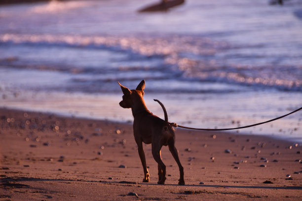一条狗在日落时分的海滩上散步。图片下载