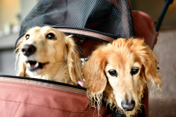 宠物车上的小狗图片下载