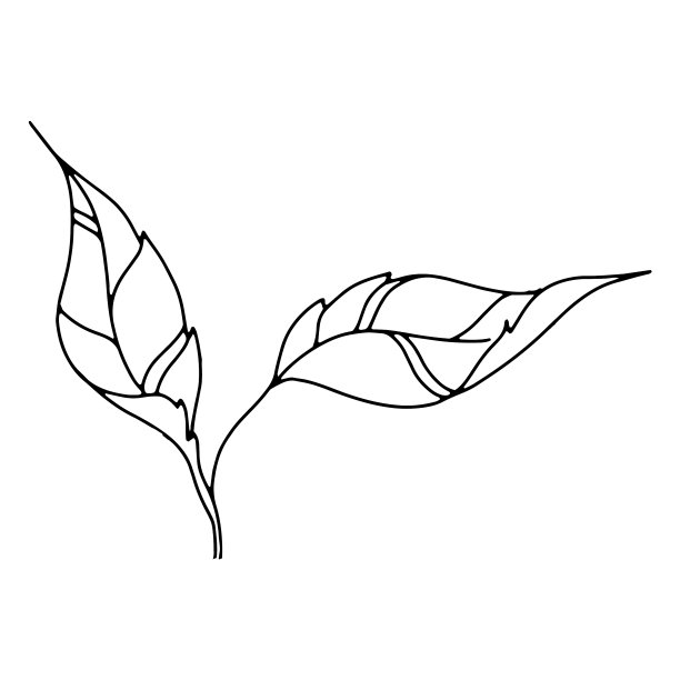 连接叶片线条艺术图片下载
