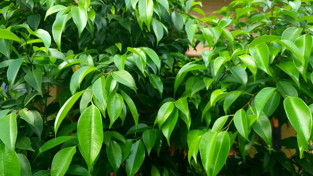 榕树的风景图片下载