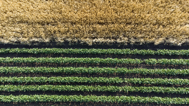 从上面看绿色的大豆田和成熟的小麦田图片下载