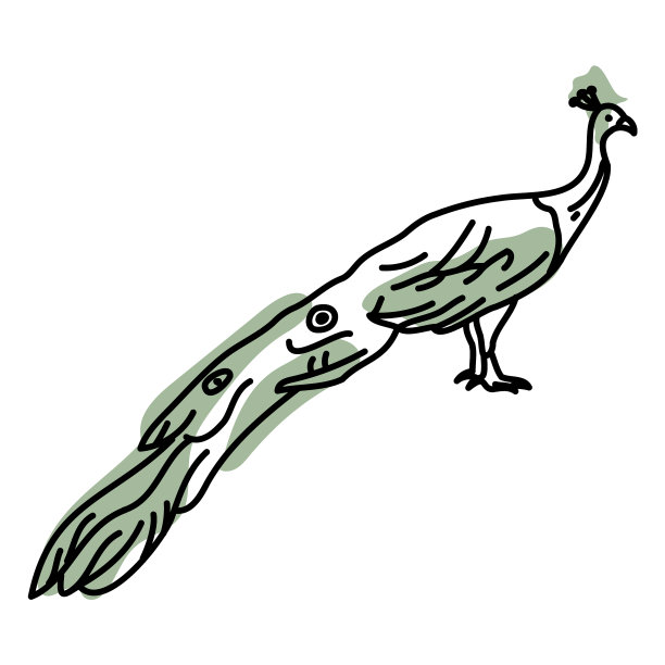 孔雀的颜色中风图片下载