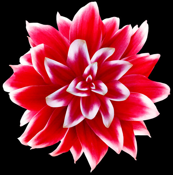 黛西红. .花在孤立的黑色背景与剪辑路径没有阴影。特写镜头。为设计。大自然。图片下载