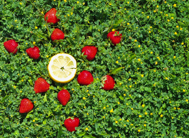 草坪上有草莓和柠檬图片下载