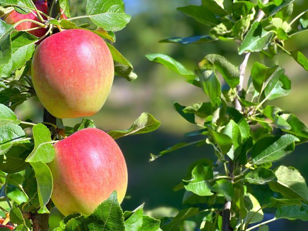 苹果在果园的树枝上。图片下载