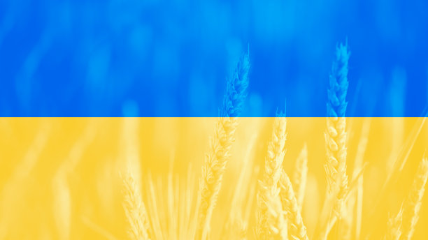 宏观特写新鲜的年轻小麦的年轻的耳朵夏季田与蓝色和黄色的旗帜乌克兰图片下载