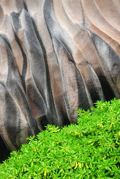 红树林和花岗岩。图片下载