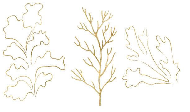 海藻和珊瑚制成的黄金轮廓，单一元素的海滩婚礼插图，剪贴画图片下载