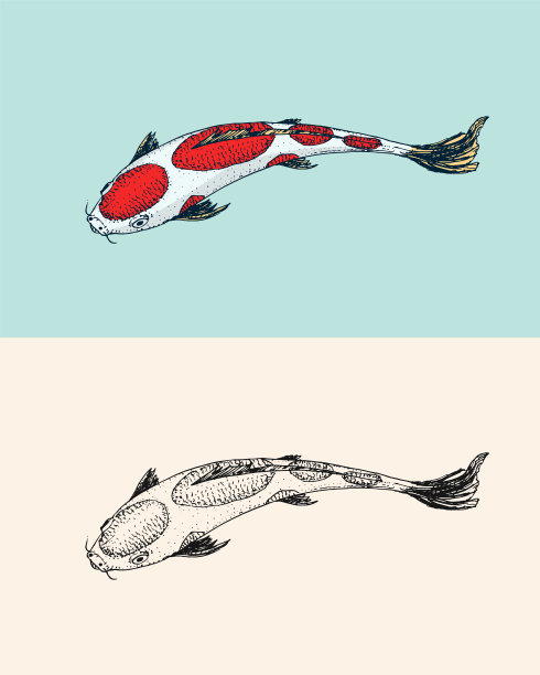 锦鲤，日本鱼。韩国的动物。雕刻手绘线条艺术复古纹身单色素描海报或标签。图片下载