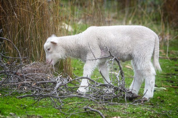 美利奴羊在围场里图片下载