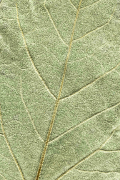 树叶的绿色纹理表面。图片下载