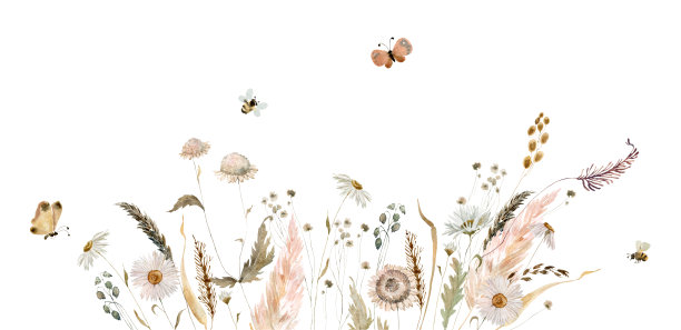 水彩野花插图图片下载