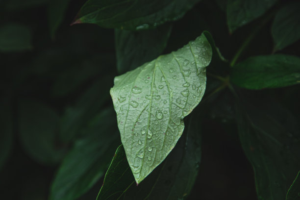 特写，一片大绿叶在雨滴中。图片下载