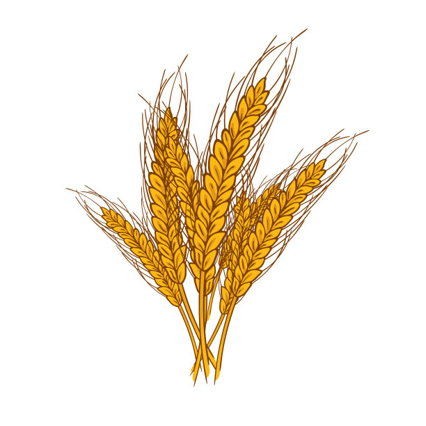 小麦穗。黄色的小麦植物。矢量插图。图片下载