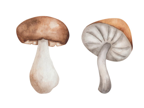 水彩插图手绘蘑菇champignon，蜂蜜蘑菇的棕色，米黄色，白色的颜色。食用菌。森林植物。孤立的食物夹艺术秋天，春天的织物，纺织品印花图片下载