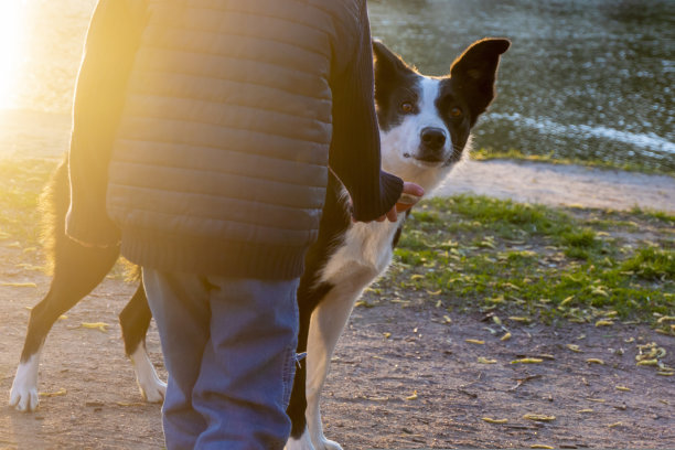 可爱的狗和一个男孩在岸边的背景图片下载