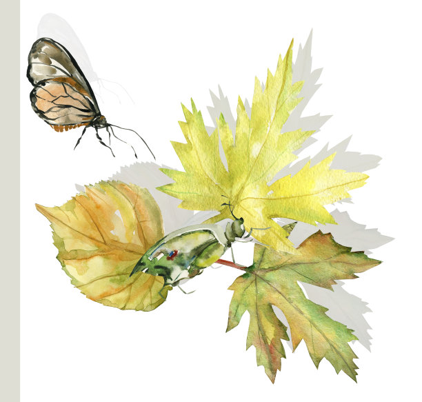 秋天的树叶上有昆虫。图片下载