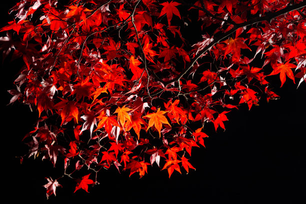 秋天夜晚的枫树下，灯火通明图片下载