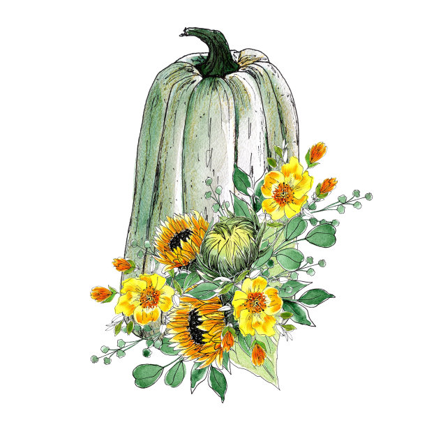水彩组成。秋天南瓜装饰。感恩节装饰，白色南瓜与向日葵，孤立图片下载