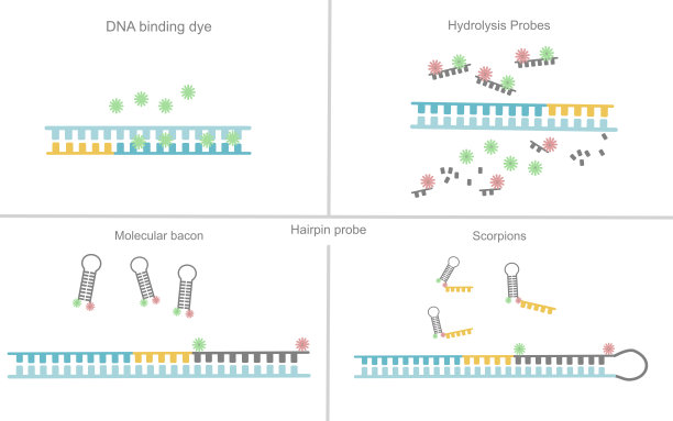 用于机器检测或信号分析的Real-time PCR检测化学类型:DNA结合染料，水解探针，发夹探针(分子培根，蝎子)图片下载