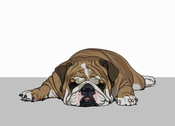 一只有趣的棕色胖英国(法国)斗牛犬躺在地板上，很伤心。矢量插图，EPS 10。宠物的休息和懒惰观念，宠物。狗的嘴靠近了。白色背景，复制空间图片下载