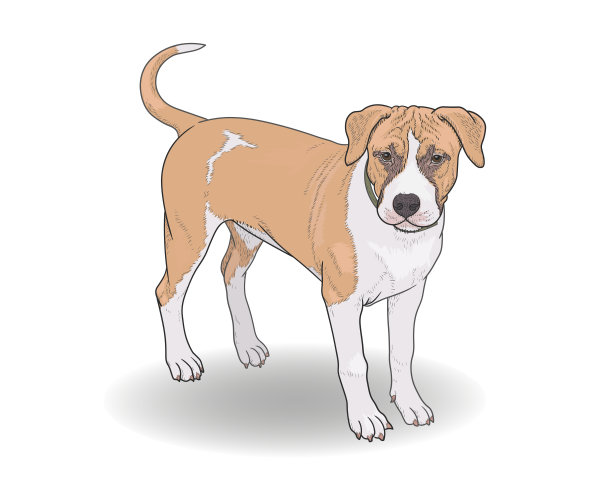 一只年轻的美国斯塔福德郡梗站在白色背景上。手绘，矢量插图，EPS 10，孤立。有趣，美丽的小狗棕色和白色。图片下载