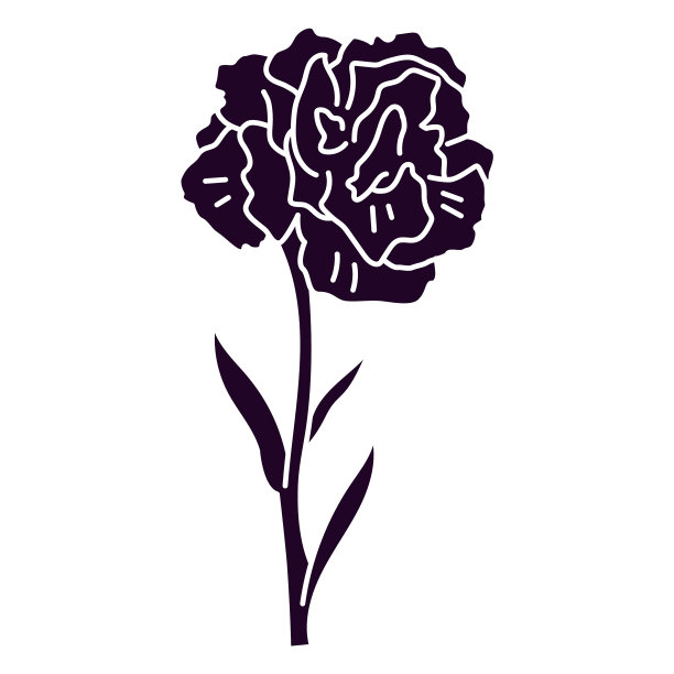 一朵康乃馨剪下来图片下载