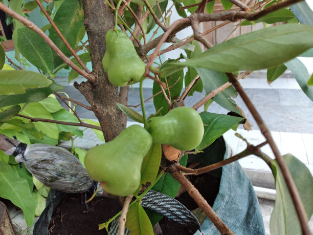 Jambu Air Madu Deli Hijau (Syzygium aquum)，或水玫瑰苹果，水苹果和铃果，图片下载
