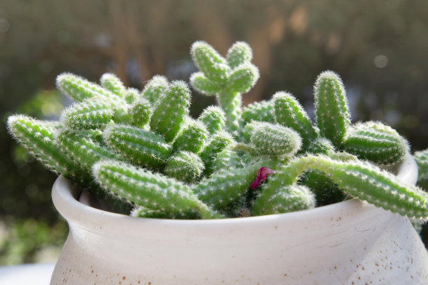 各种仙人掌和花瓶图片下载