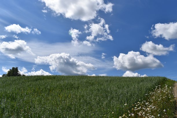 一片燕麦田图片下载