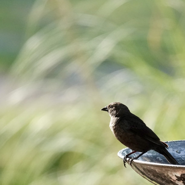 棕头燕八哥在水盆上图片下载