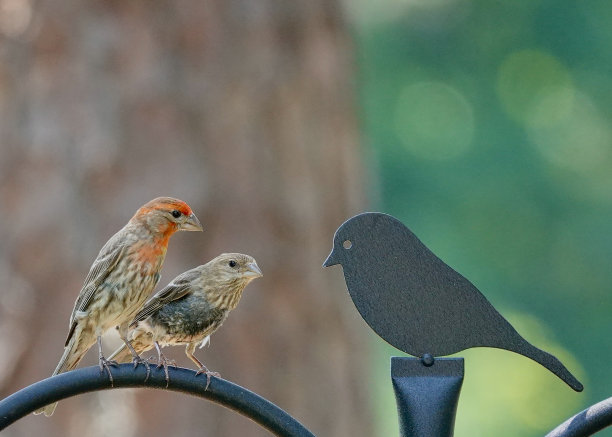 两只困惑的家雀图片下载