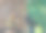 两只困惑的家雀图片下载